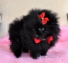 Healthy Quality Pomeranian Puppies For adoption